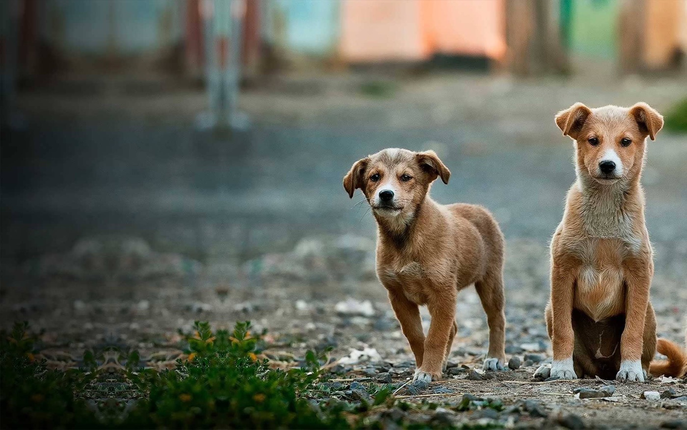 Veterinary Assistant & Animal Welfare Course Bundle